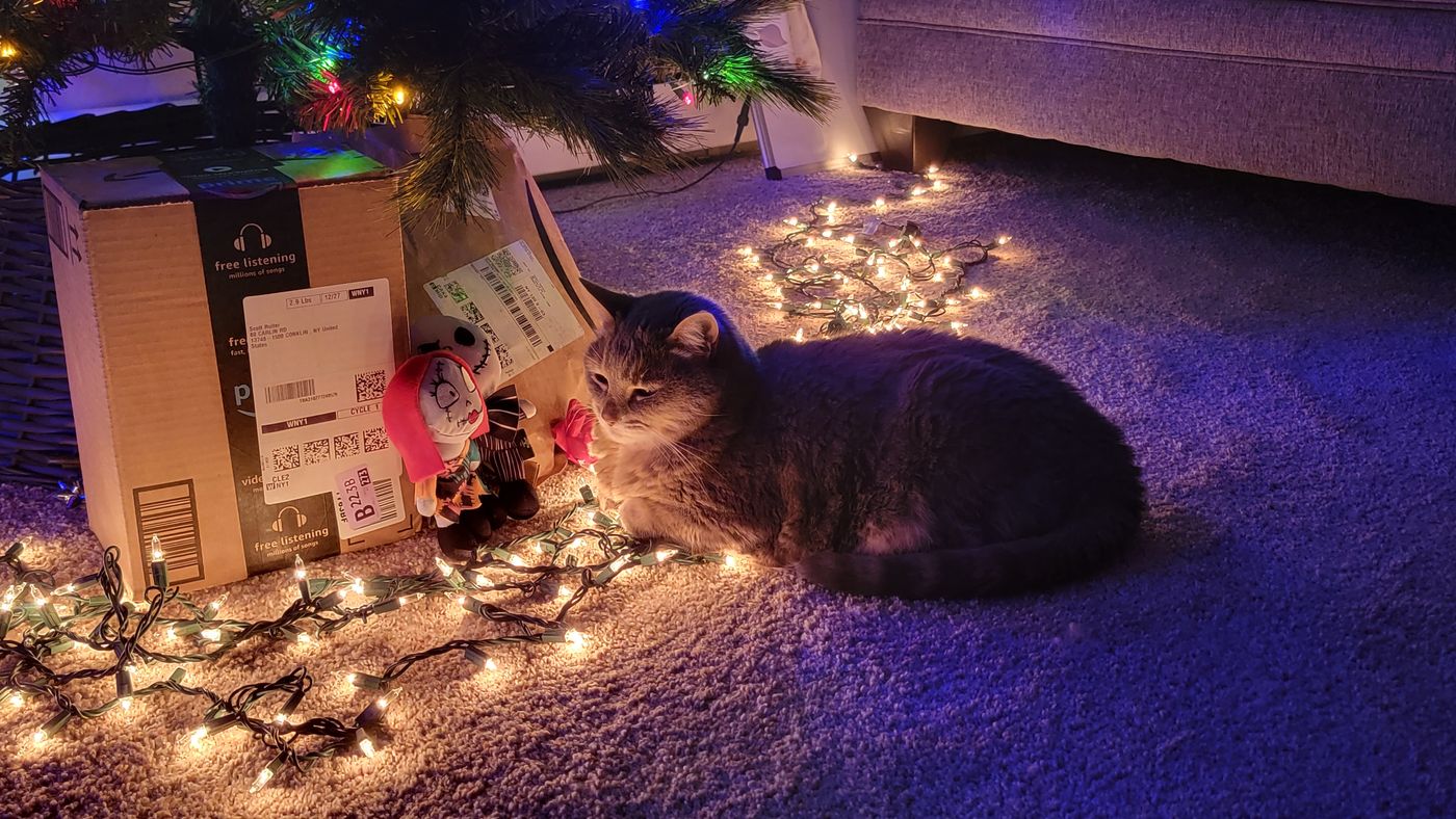 Cat by candle light