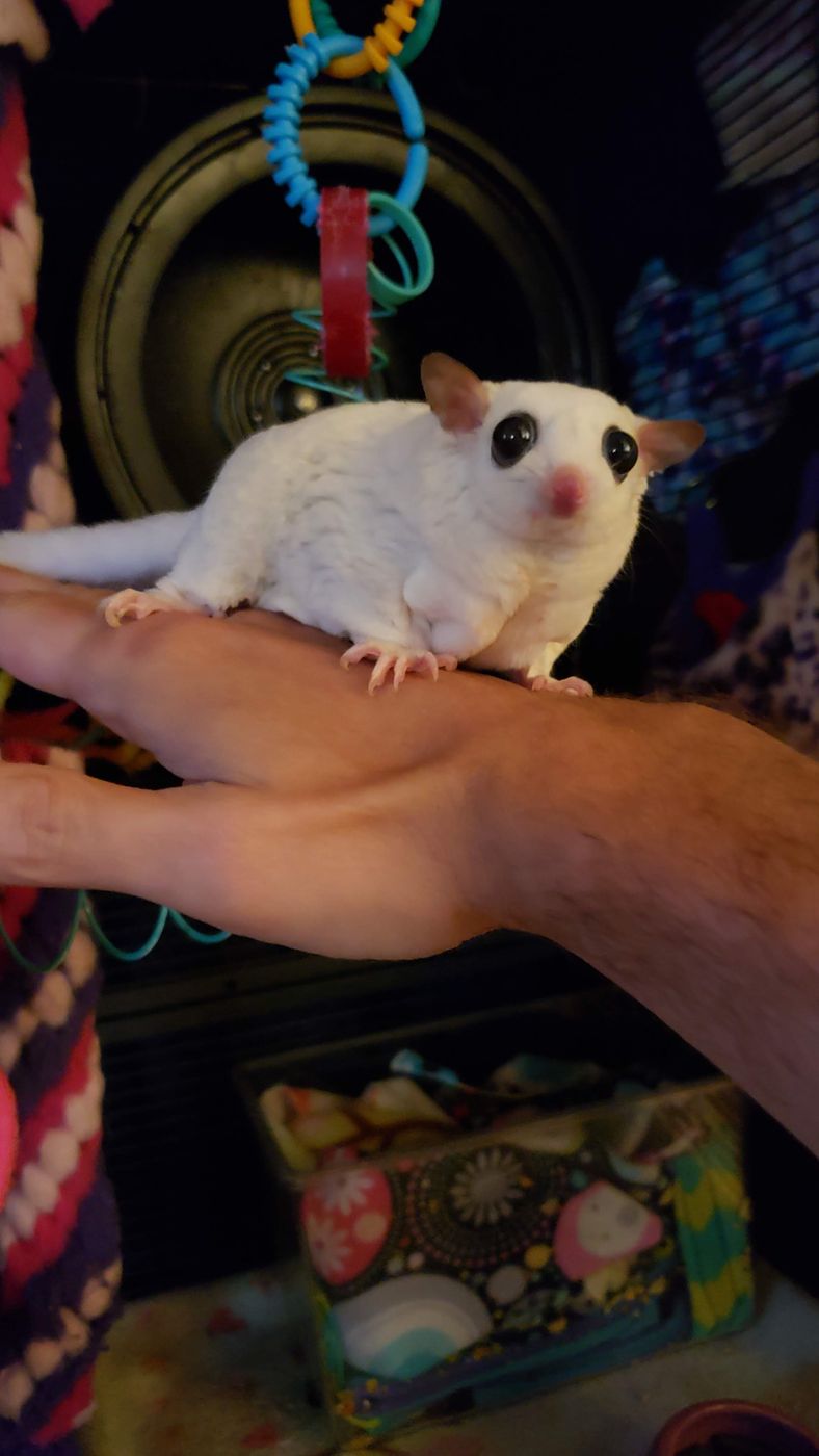 Sugar glider on a hand