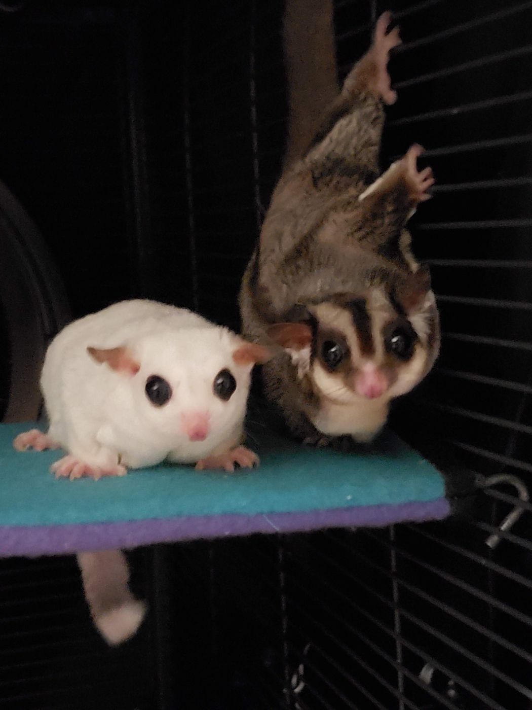 Two sugar gliders peeking from their cage