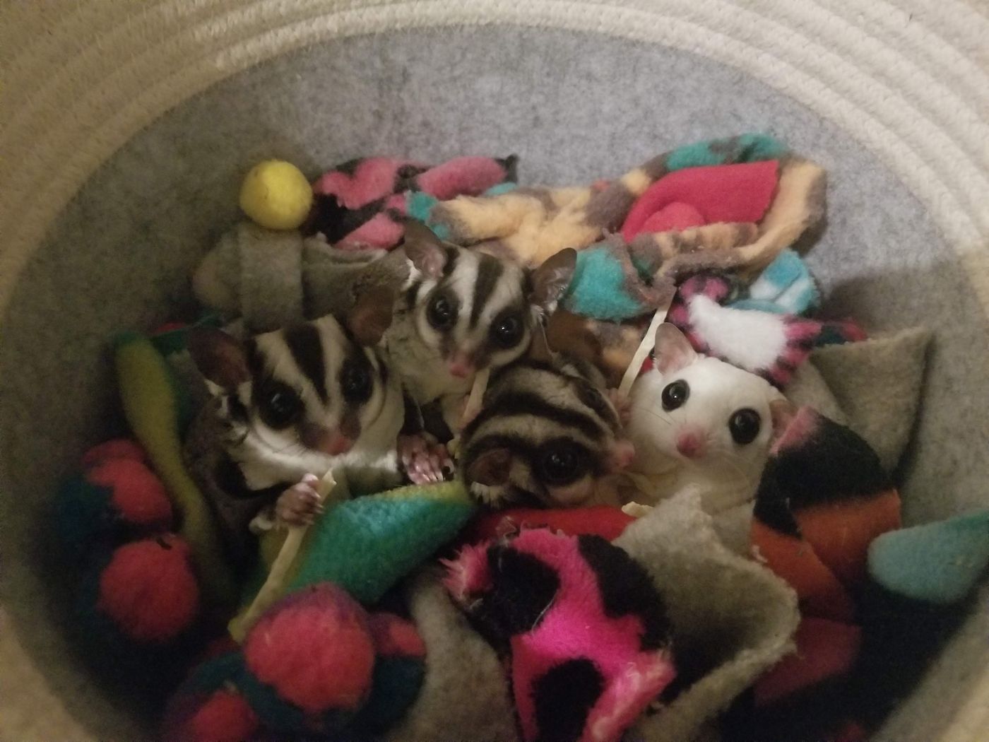Sugar gliders nested in fleece